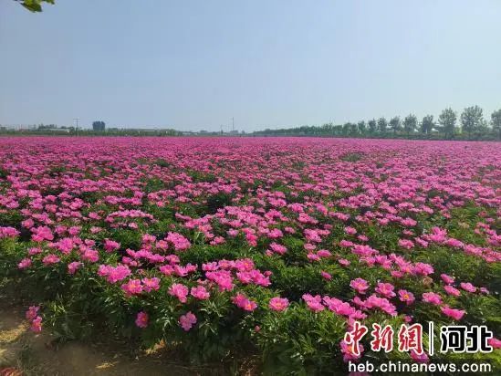 江苏配资网 北戴河新区：千亩花海解锁“花样经济”